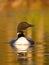 A Common Loon Gavia immer swimming in golden water at sunrise in Quebec, Canada