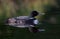 A Common Loon Gavia immer swims with it`s reflection on Wilson Lake, Que, Canada