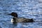 Common Loon or Great Northern Diver