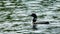 Common loon or great northern diver - Gavia immer - Minnesota state bird