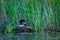 Common loon or great northern diver gavia immer nesting along edge of lake