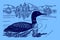 Common loon or great northern diver gavia immer swimming on a lake on a blue background