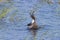 Common Loon Immature Flaps Wings   612147