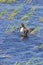 Common Loon Immature Flaps Wings   612157