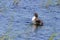 Common Loon Immature Flaps Wings   612603