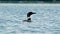 A Common Loon in Maine