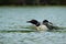 A Common Loon in Maine