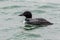 Common Loon male has striking black and white plumage in the springtime