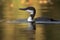 Common Loon (North America, Europe, Asia) (Generative AI)