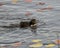 Common Loon Photo. Baby Loon chick swimming and enjoying its new miracle life in its environment and marsh wetland habitat with