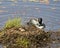Common Loon Photo. Close-up view in the water protecting its nest and brood eggs  in its environment and habitat. Loon on Nest and