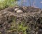 Common Loon Photo. Common Loon eggs and nest building with marsh grasses and mud on the side of the lake in their environment and