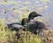 Common Loon Photo. Couple nesting and guarding the nest  in their environment and habitat wetland with a blur water and lily pads