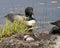 Common Loon Photo. Couple protecting the nest with lily water pads background in their wetland environment and habitat. Loon Eggs