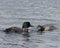 Common Loon Photo. Feeding its young in growing phase in their environment and habitat environment. Immature bird. Image. Picture