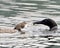 Common Loon Photo. Feeding its young in growing phase in their environment and habitat environment. Immature bird. Image. Picture