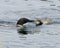 Common Loon Photo. Feeding its young in growing phase in their environment and habitat environment. Immature bird. Image. Picture