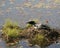 Common Loon Photo. Head side looking towards the sky on its nest with marsh grasses, mud, water lily pads in its wetland