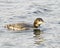 Common Loon Photo. Juvenile Loon swimming in its environment and habitat surrounding, displaying its growing up stage feather