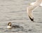 Common Loon Photo. Juvenile Loon swimming and watching a seagull flying over in its environment and habitat surrounding,