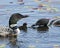 Common Loon Photo. Parents and baby loon swimming with water lily pads and celebrating the miracle new life in their habitat