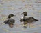 Common Loon Photo. Parents and baby loon swimming with water lily pads and celebrating the miracle new life in their habitat