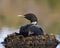 Common Loon Photo Stock.  Loon on Nest. Loon in Wetland. Loon on Lake Image. Loon nesting with marsh grasses, mud and water by the