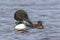 A Common Loon pulls its beak from the water as its chick looks o