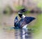 Common Loon Quebec Canada.