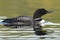 Common Loon and Reflection - Haliburton, Ontario