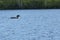 Common loon on Spectacle Pond in Vermont`s Northeast Kingdom