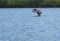 Common loon on Spectacle Pond in Vermont`s Northeast Kingdom