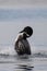 Common Loon standing on water