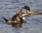 Common Loon Stock Photo. Common Loon  young bird with spread wings in its wetland environment and habitat with blur ripple blue