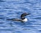 Common Loon Stock Photo and Image. Loon swimming in ripple water and looking towards the sky in its environment and habitat surrou