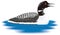 common loon swim bird vector illustration transparent background