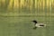 Common Loon Swimming in a Lake in Alaska