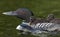 A Common Loon swimming with two chicks on her back on Wilson Lake, Que, Canada