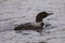 Common Loon swimming in water