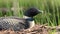 Common Loon Video in Maine