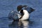 Common Loon VIII (Gavia immer)