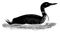 Common Loon vintage illustration