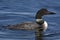 Common Loon XII (Gavia immer)