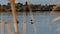 Common Loons, gavia immer, Minnesota State Birds swimming on a lake in Bemidji. A gathering of migrating birds .