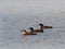 Common loons or great northern divers - gavia immer