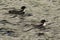 Common Loons On Siamese Pond In The Adirondack Mountains Of New