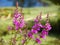 Common Loosestrife beautiful but invasive flower