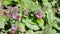 Common lungwort flower blossom Pulmonaria officinalis