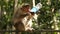 A common macaque monkey drinking soda from a plastic bottle