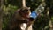 A common macaque monkey drinking soda from a plastic pet bottle sitting on a fenc